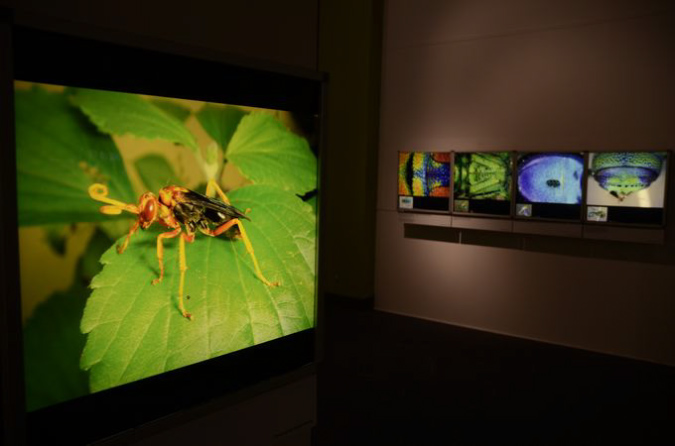 Wasp_exhibition__DSC3422
